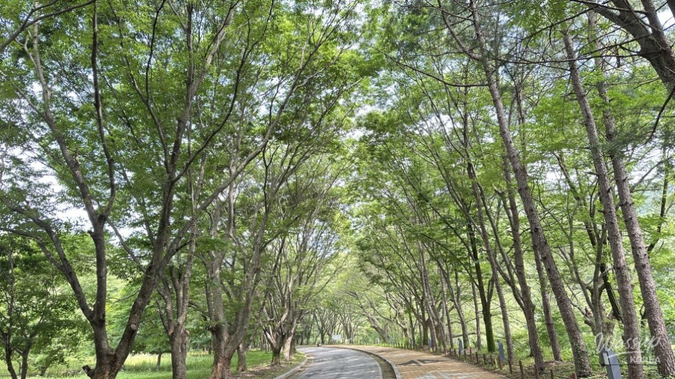 Discovering the Beauty of Huayang Valley in Summer_04