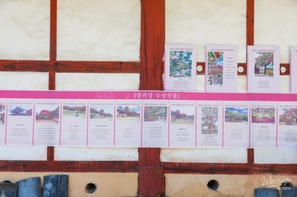 Exploring Gyeongju in August: The Beauty of Lagerstroemia_05
