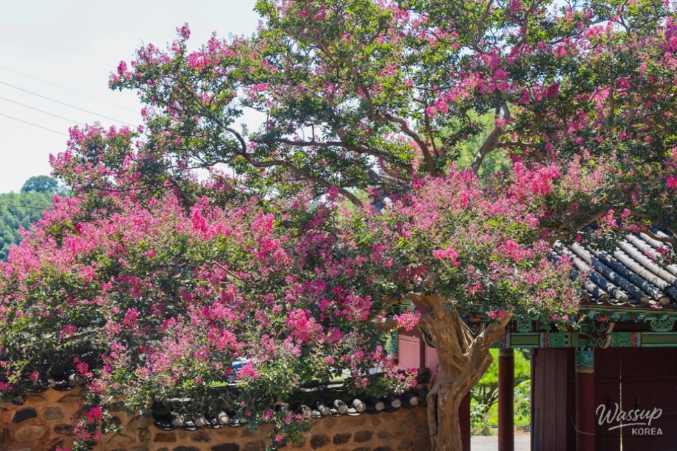 Exploring Gyeongju in August: The Beauty of Lagerstroemia_04