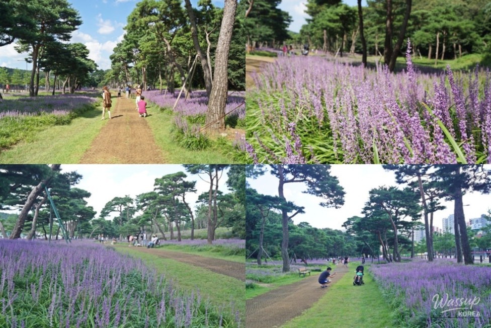 Exploring Suwon's Historical Nohsong Park_16