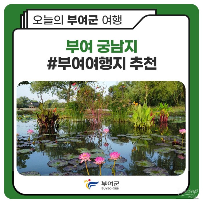 The Enchanting Victoria Water Lily Blooms at Buyeo Gungnamji4856
