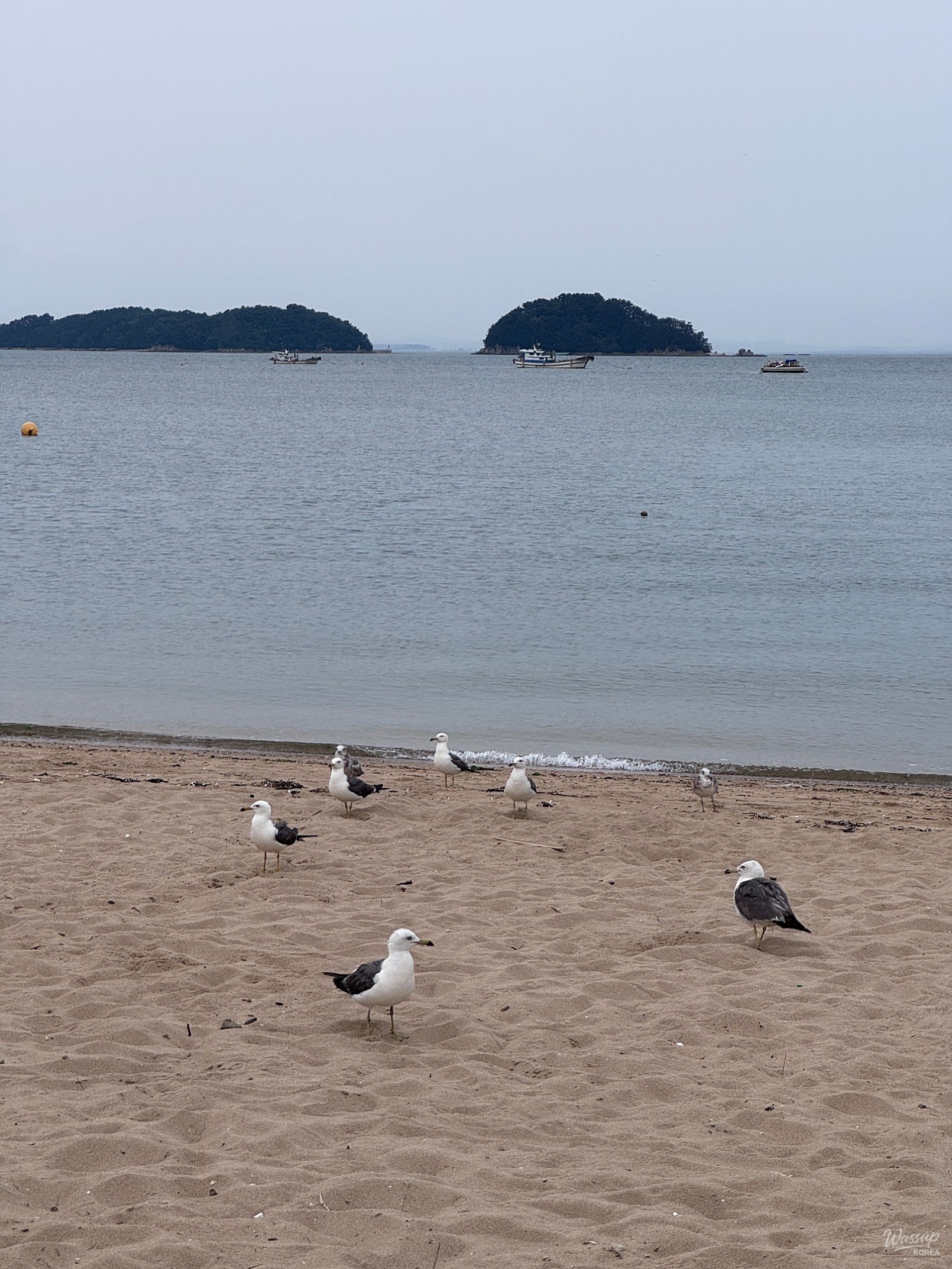 Exploring the Beauty of Waemok Village Beach in Dangjin_11