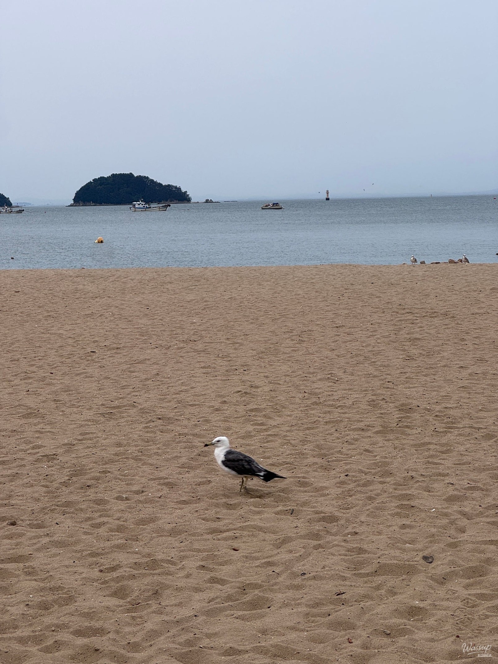 Exploring the Beauty of Waemok Village Beach in Dangjin_10