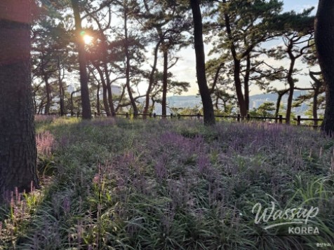 Discovering the Beauty of Daewangam Park in August_09