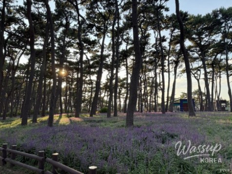 Discovering the Beauty of Daewangam Park in August_11