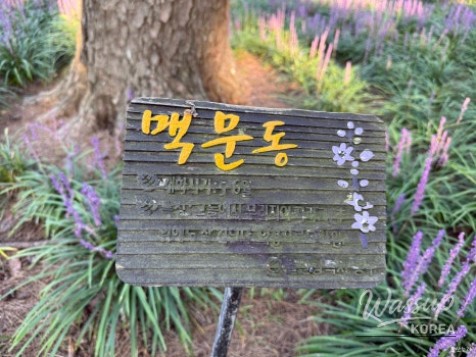 Discovering the Beauty of Daewangam Park in August_02