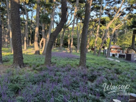 Discovering the Beauty of Daewangam Park in August_03