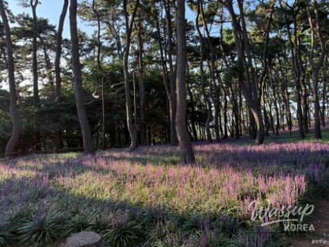 Discovering the Beauty of Daewangam Park in August_04