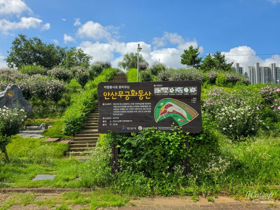 The Beauty of Hibiscus: A Symbol of Korea_04