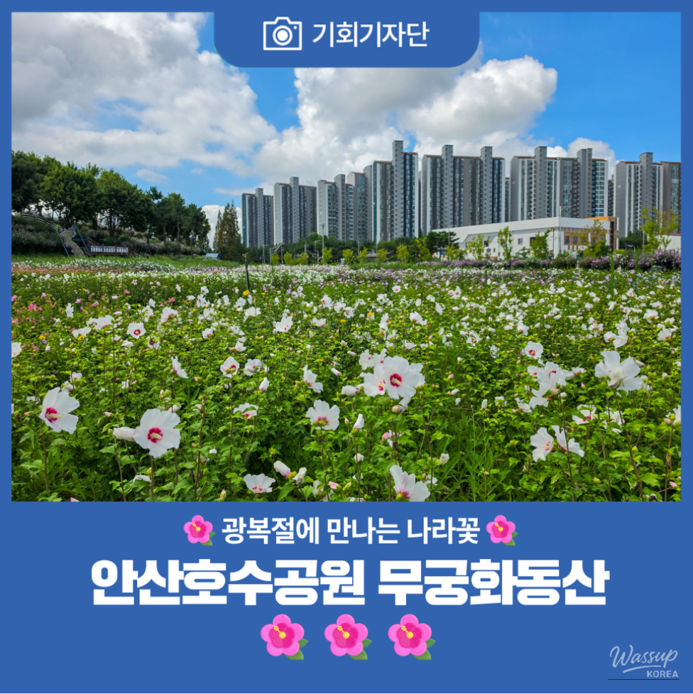 The Beauty of Hibiscus: A Symbol of Korea_01