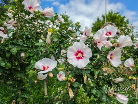 The Beauty of Hibiscus: A Symbol of Korea_10