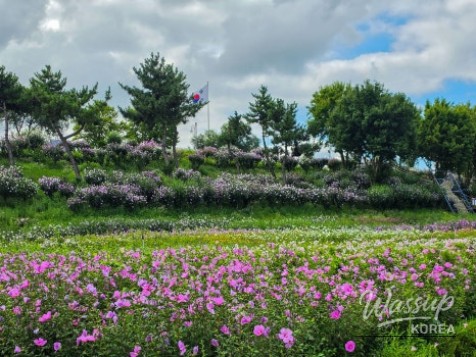 The Beauty of Hibiscus: A Symbol of Korea_03