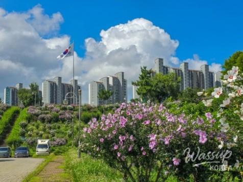 The Beauty of Hibiscus: A Symbol of Korea_02