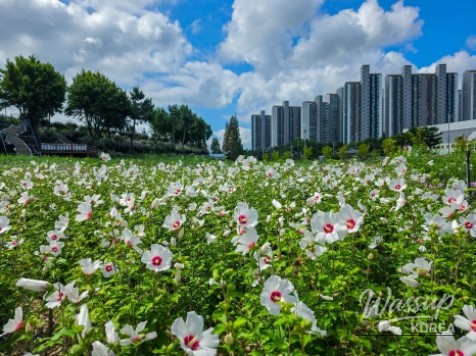 The Beauty of Hibiscus: A Symbol of Korea_09