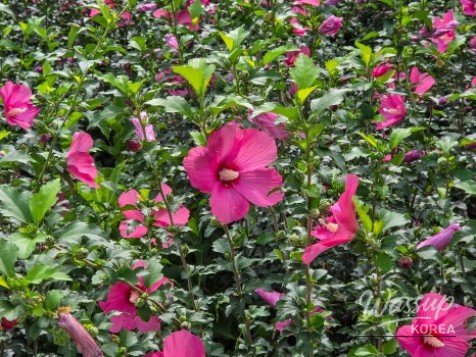 The Beauty of Hibiscus: A Symbol of Korea_08