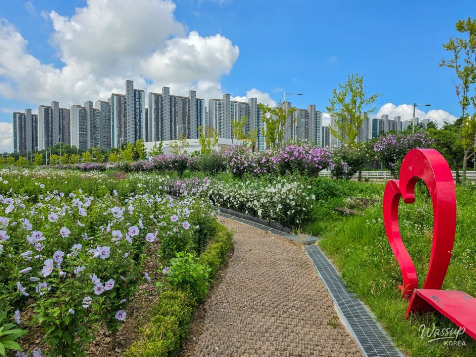 The Beauty of Hibiscus: A Symbol of Korea_06
