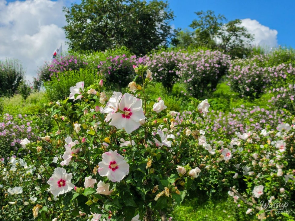 The Beauty of Hibiscus: A Symbol of Korea_05