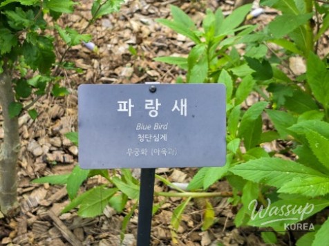 The Beauty of Hibiscus: A Symbol of Korea_11