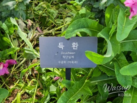 The Beauty of Hibiscus: A Symbol of Korea_12