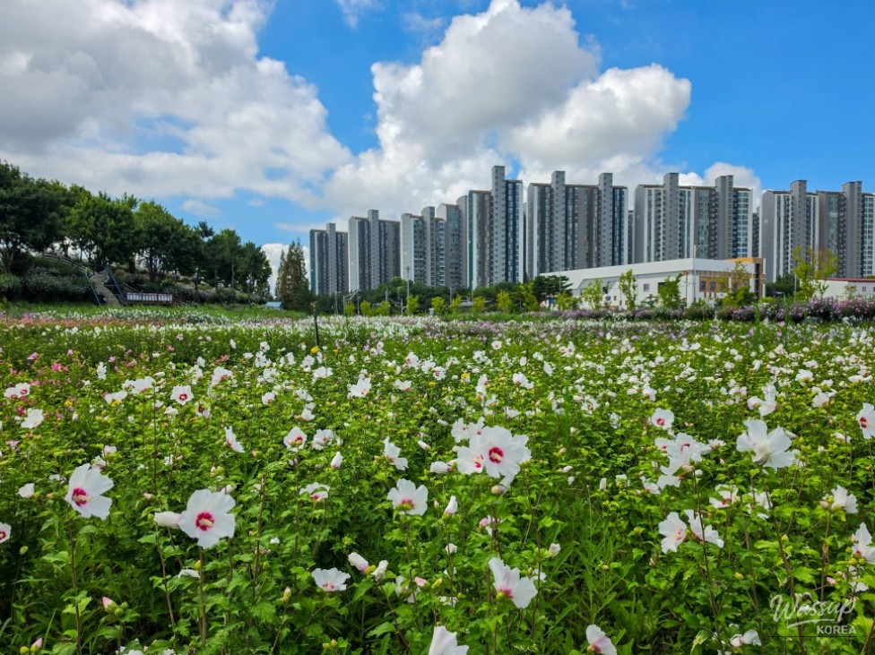 The Beauty of Hibiscus: A Symbol of Korea_13