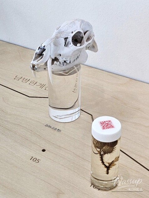 Unexpected Blossoms: A Message of Peace_05