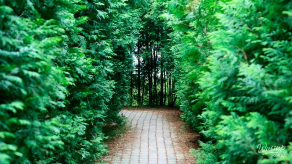 Discover the Serenity of Mulhyanggi Arboretum in Osan_04