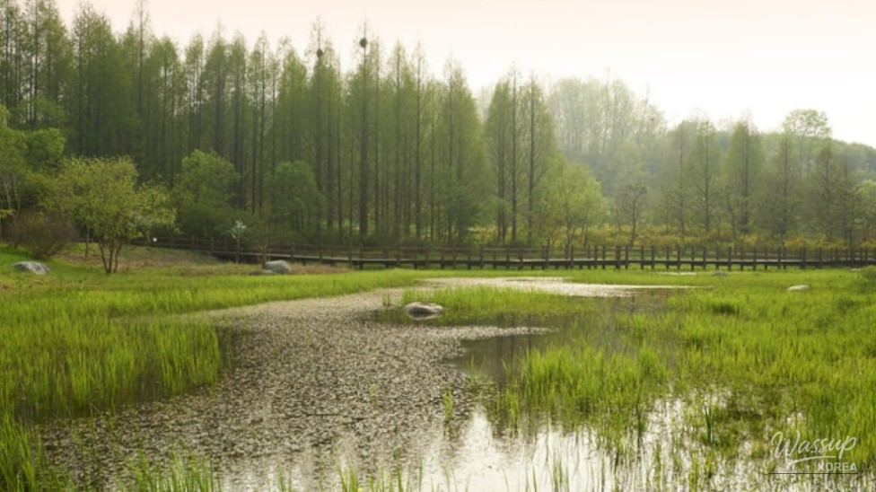 Discover the Serenity of Mulhyanggi Arboretum in Osan_01