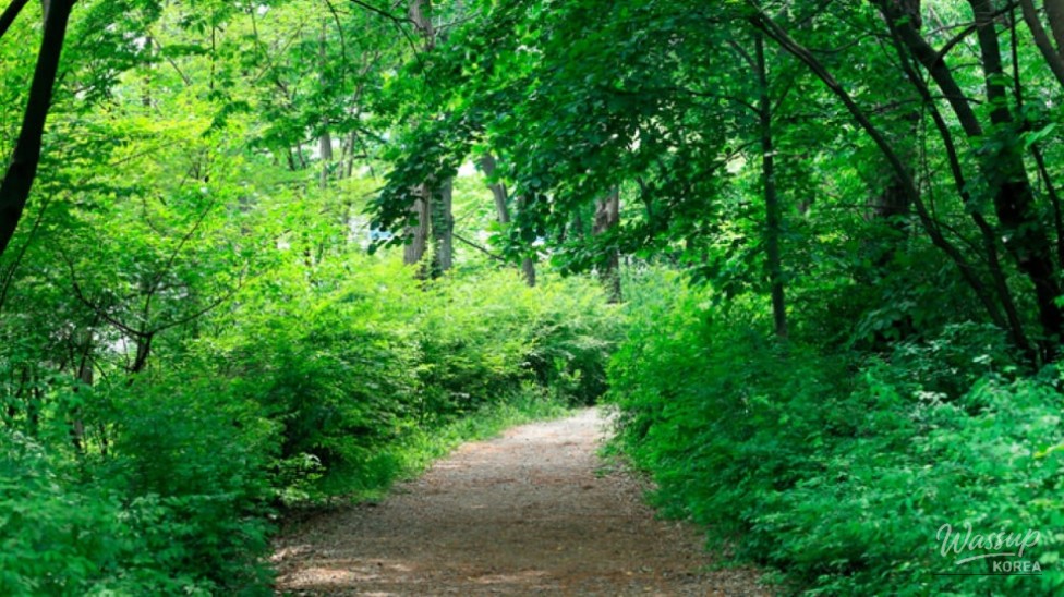Discover the Serenity of Mulhyanggi Arboretum in Osan_02