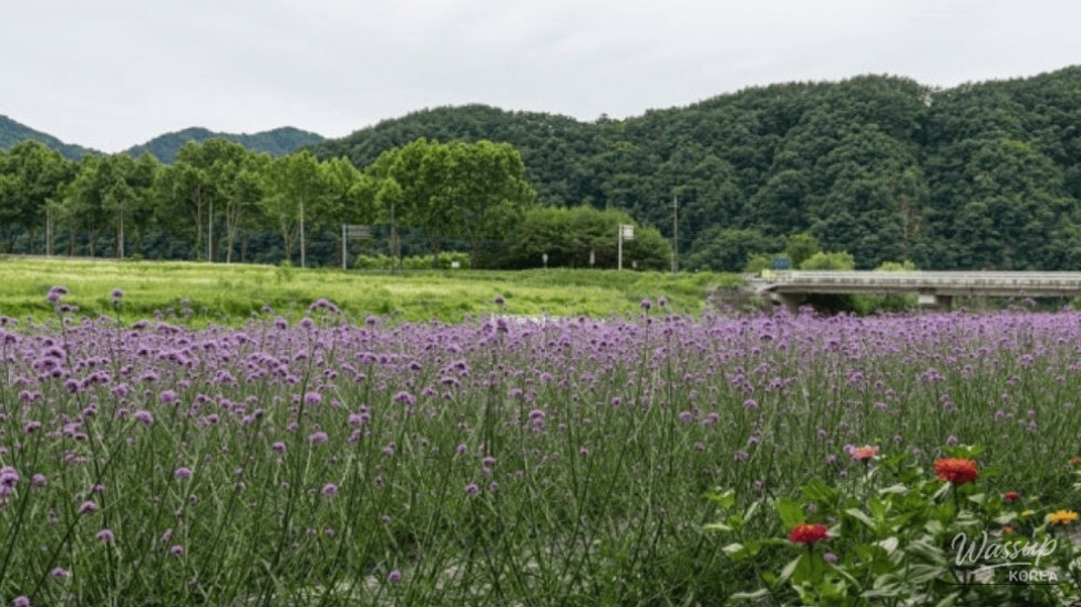 Discover the Vibrant Lavender Fields of Danyang_05
