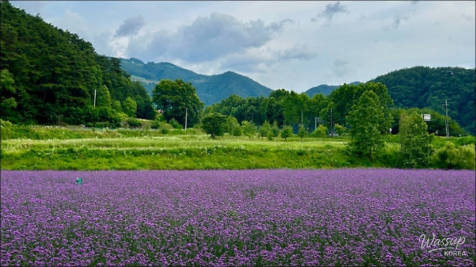Discover the Vibrant Lavender Fields of Danyang_02