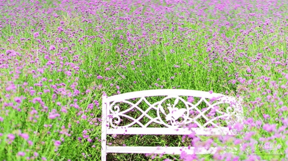 Discover the Vibrant Lavender Fields of Danyang_04