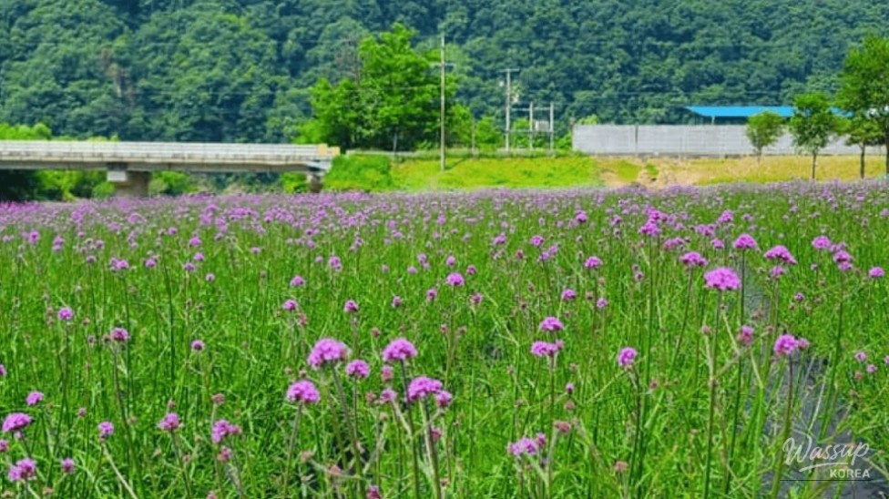 Discover the Vibrant Lavender Fields of Danyang_01