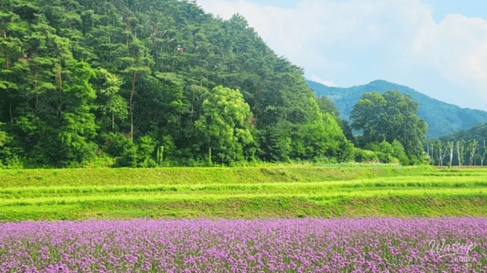 Discover the Vibrant Lavender Fields of Danyang_03