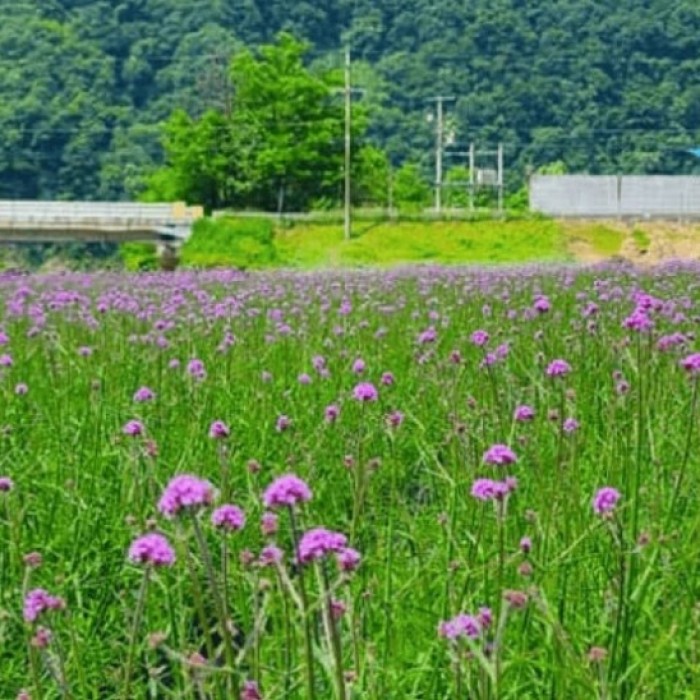 Discover the Vibrant Lavender Fields of Danyang4911