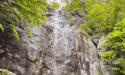 Discover the Enchanting Silver Birch Forest in Yeongyang_07