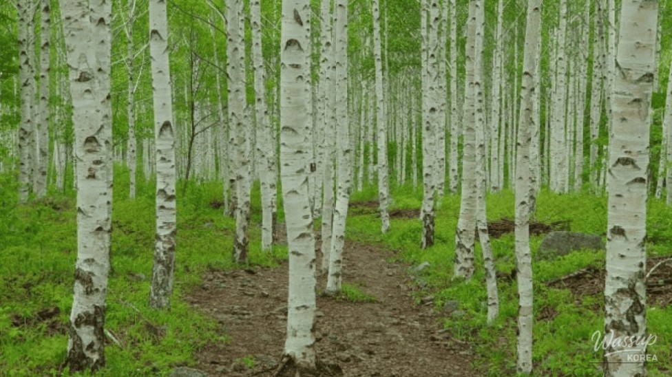 Discover the Enchanting Silver Birch Forest in Yeongyang_01