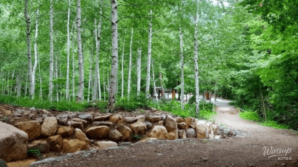 Discover the Enchanting Silver Birch Forest in Yeongyang_05