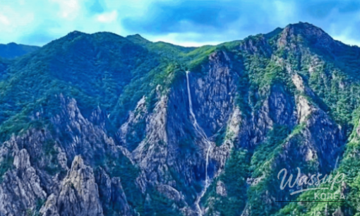 Discover the Enchanting Silver Birch Forest in Yeongyang_06
