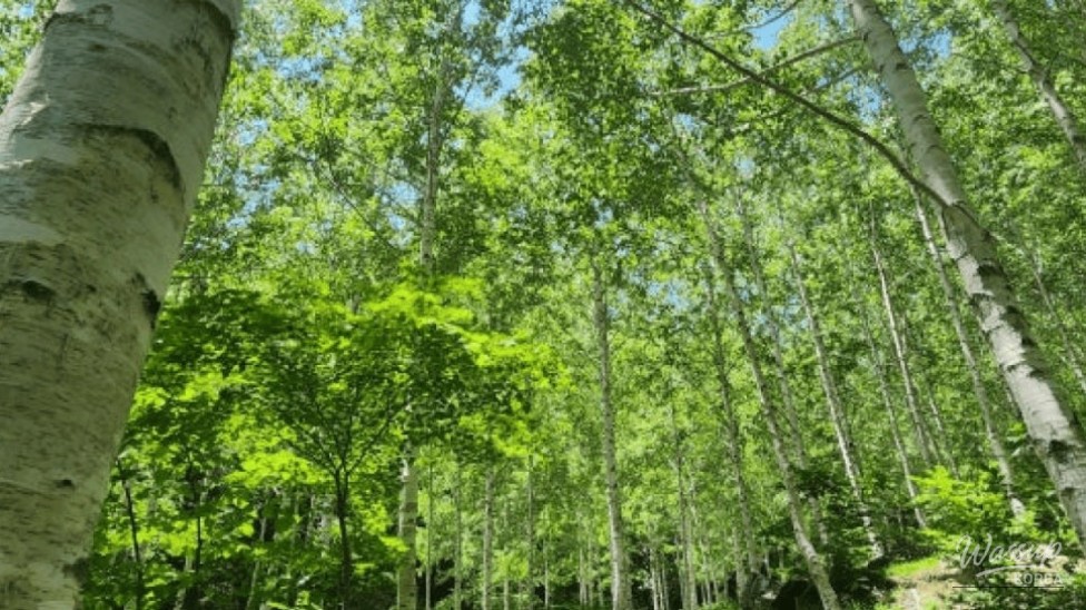 Discover the Enchanting Silver Birch Forest in Yeongyang_03