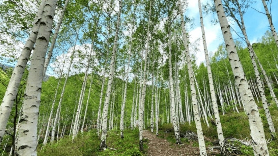 Discover the Enchanting Silver Birch Forest in Yeongyang_02