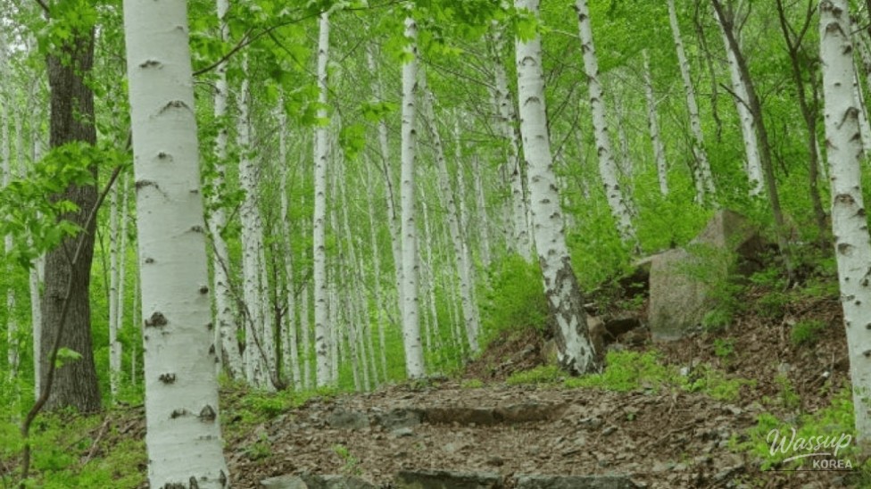 Discover the Enchanting Silver Birch Forest in Yeongyang_04
