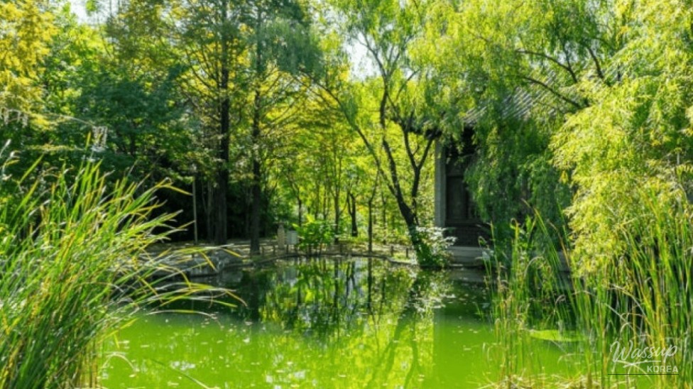 Discovering Suwon's Exotic Escape: Wolhwawon Garden_03