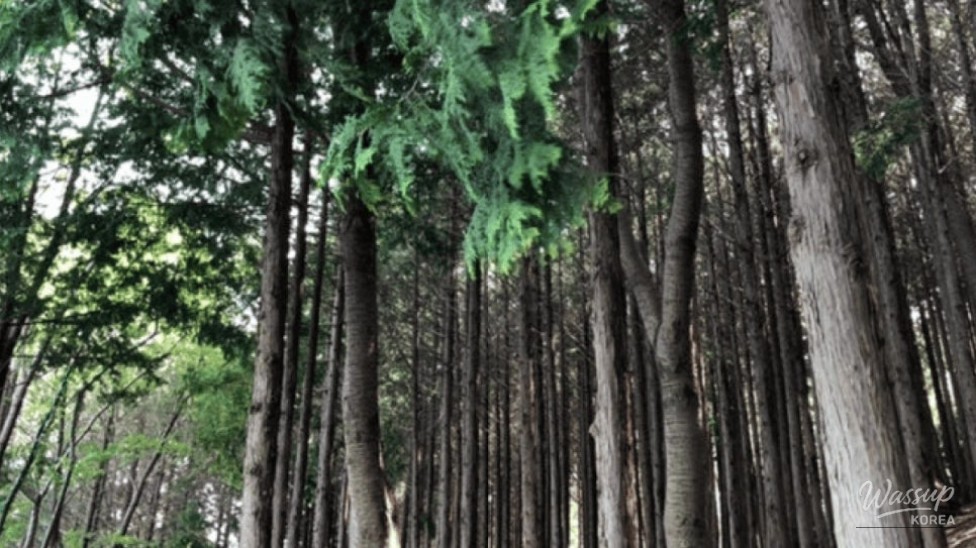 Discovering the Hidden Gem of Busan: Hae Dong Suwonji_05
