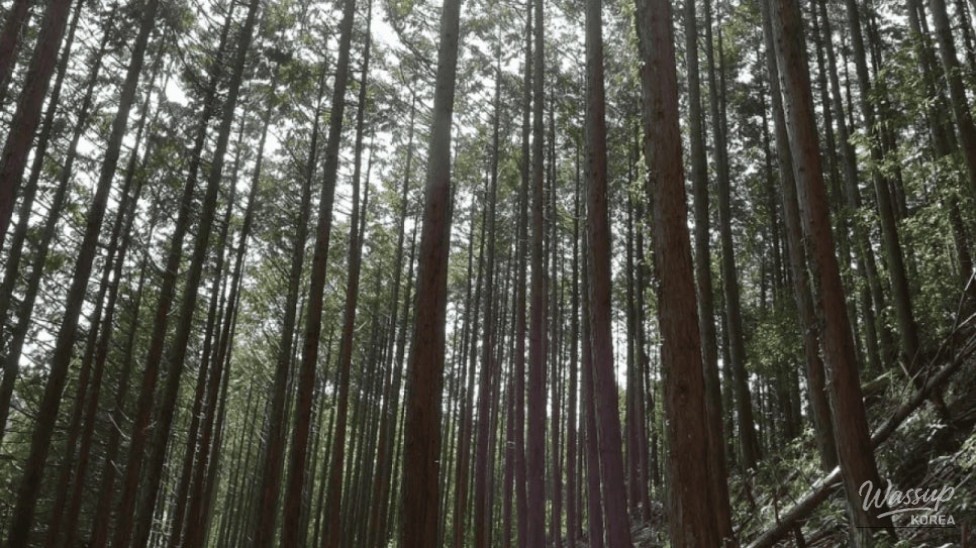 Exploring the Serene Healing Woods of Jeongnamjin Cypress Forest_02