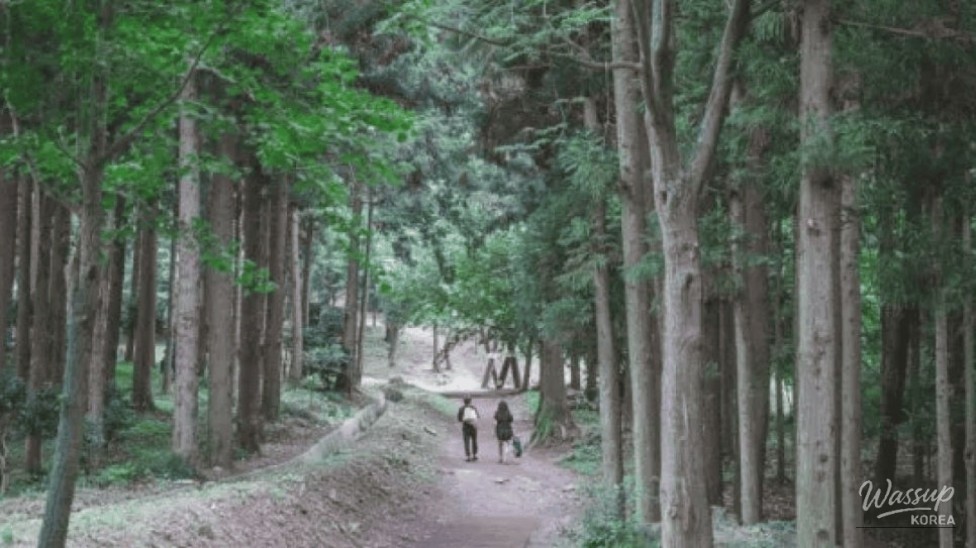 Exploring the Serene Healing Woods of Jeongnamjin Cypress Forest_03