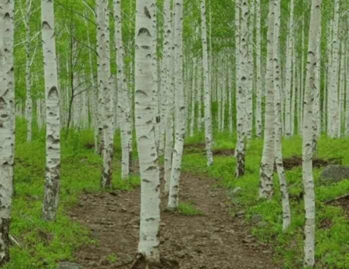 Discover the Enchanting Silver Birch Forest in Yeongyang float