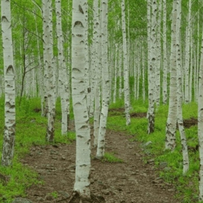 Discover the Enchanting Silver Birch Forest in Yeongyang4927
