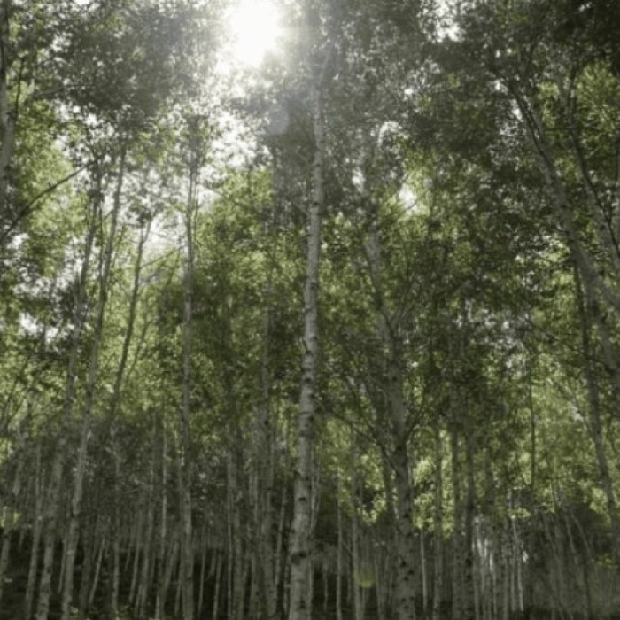 Exploring the Serene Healing Woods of Jeongnamjin Cypress Forest4936