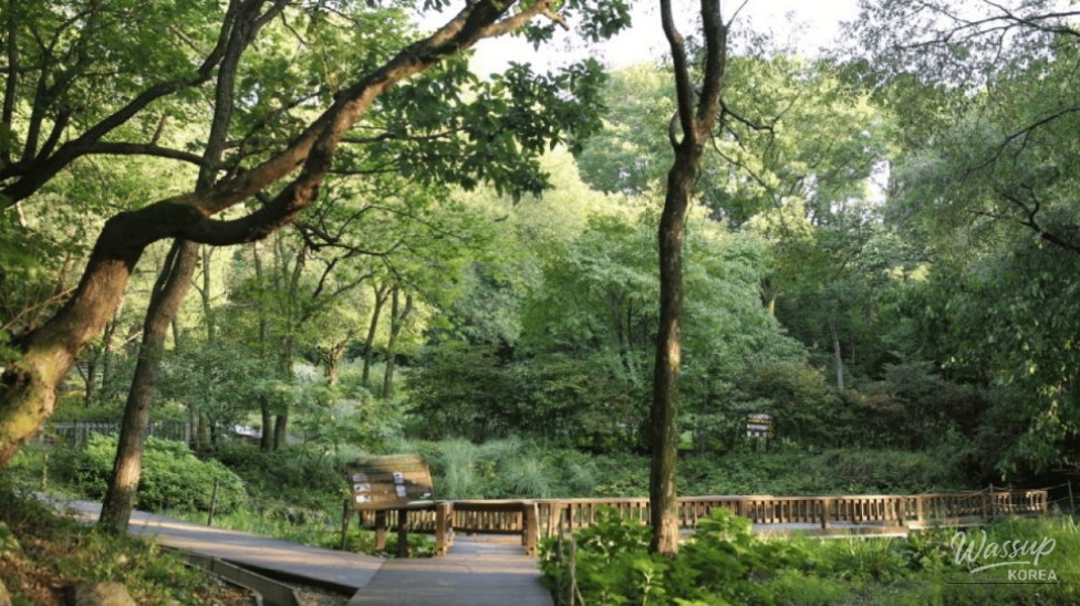 Discovering the Perfect Summer Retreat: Yongin Natural Recreation Forest_04