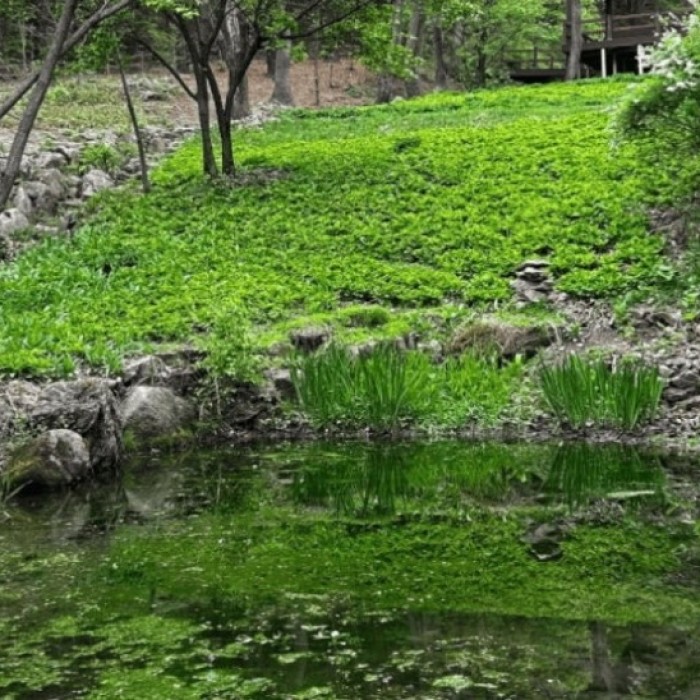 Discovering the Perfect Summer Retreat: Yongin Natural Recreation Forest4950